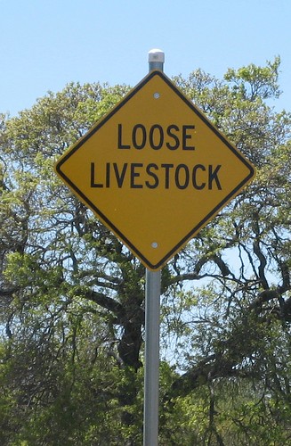 Loose Livestock
