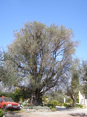 20060414 - Friday Olive Tree Blogging - 1
