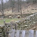 Stonewalls and early Spring