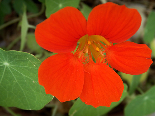 A Shout Out from Nasturtium