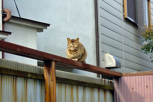 塀の上の猫
