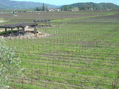 Robert Mondavi Winery - Wine fields