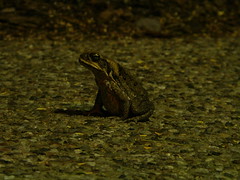 UQ: Cane toad
