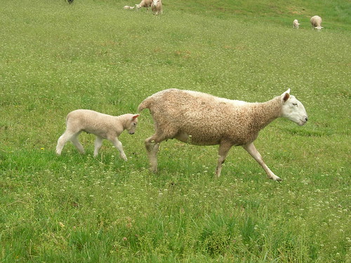 Sheep at Kiparoo Farm 2