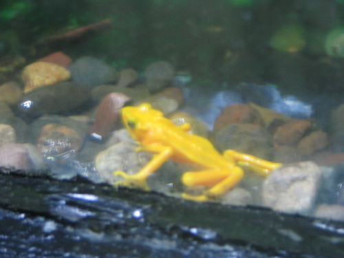 cool yellow frog