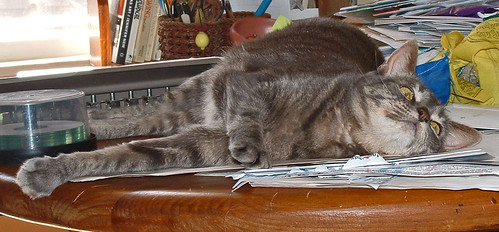 61 Boo - grey tabby cat -- on the table