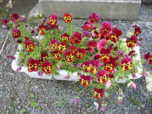 pansies in a planter