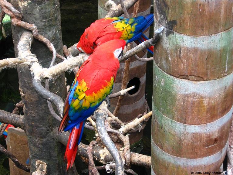 IMG_2980 - Scarlet Macaws
