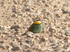 Bee-eater, Pancas (Portugal), 19-Apr-06