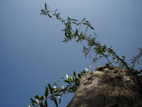 El olivo