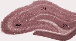 hippocampus, showing dentate gyrus (DG)
