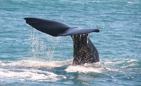 sperm-whale-3