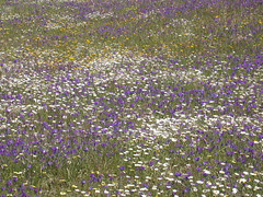 Wildflowers, Mértola - Castro Verde (Portugal), 25-Apr-06