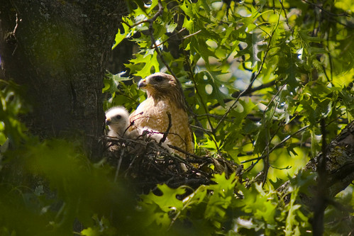 Red Shouldered Hawks on Nest