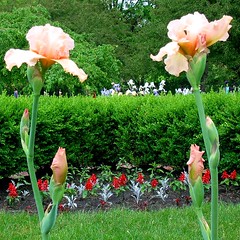 Detroit Zoo Irises