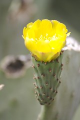 Florecilla del cactus