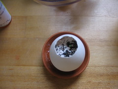Basil in an egg