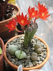 Blooming Grafted Cactus