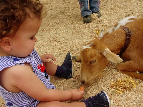 Timmy Feeding Goat