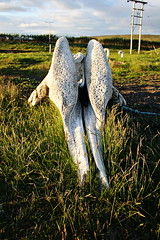 Whale Bone at Reykjaskoli