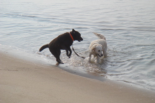 Frisket and Coco go scampering