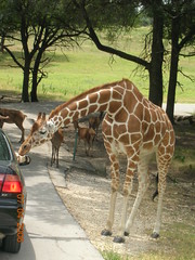 长颈鹿都想钻到人的车里去