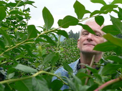 Dad in a blueberry tree