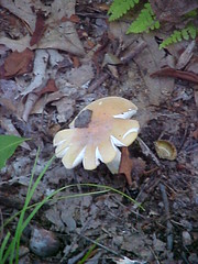 splitting mushroom (july)