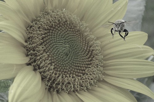 Bee / sunflower macro