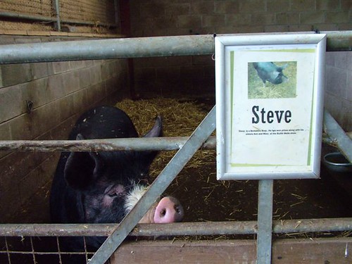 Steve the pig