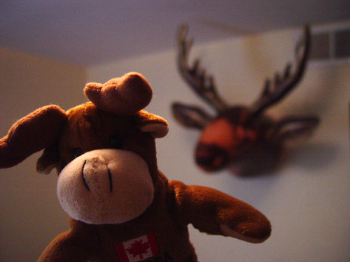 Moose and moose