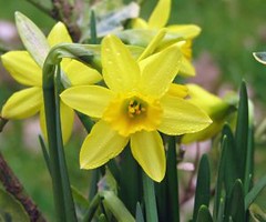 495610_daffodil