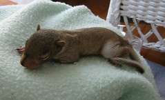 Tiny Baby Squirrel