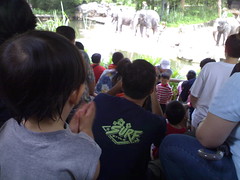 Yay to the elephants at the Zoo