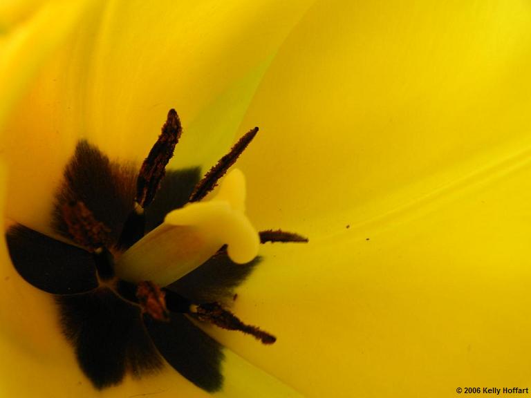 IMG_2451 - Yellow Tulip, Inside