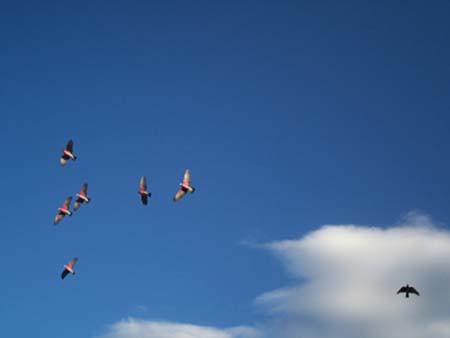 galahs in flight over cemetary