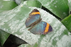 Butterflies #8