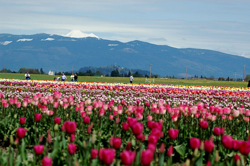 Tulips & Mt Baker
