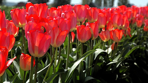 Tulips as watercolor