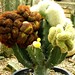 cactus (15)