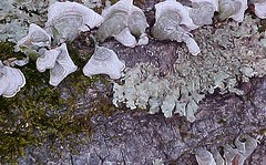 Fungi, Lichen, Log