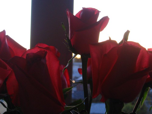 Roses in sunlight.