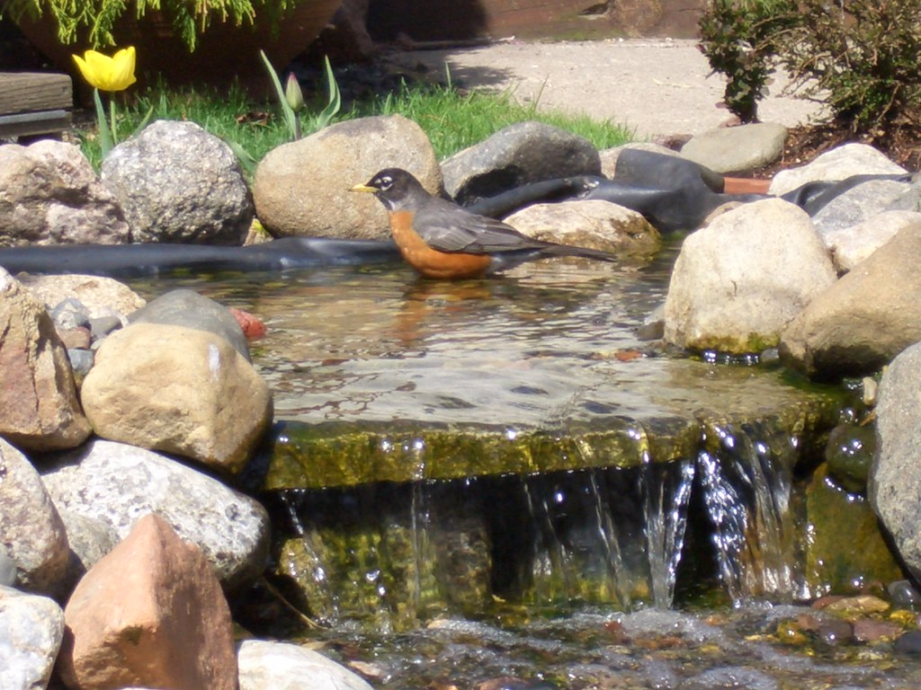 Robin in the waterfall