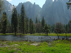 Yosemite - Swamp Sea