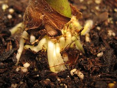 Close up of Taro Roots (Day 6)