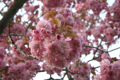 02 pink blossom