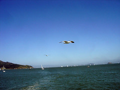 Gulls following us