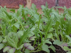 Mizuna & Mustard seedlings