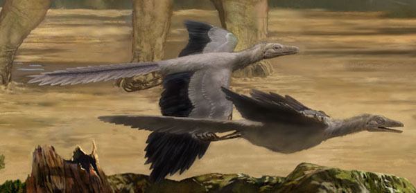 jurassic archaeopteryx