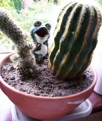 Cactus 15-05-06